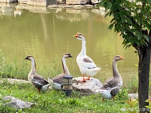 娱乐圈吃瓜大鹅,揭秘明星幕后故事