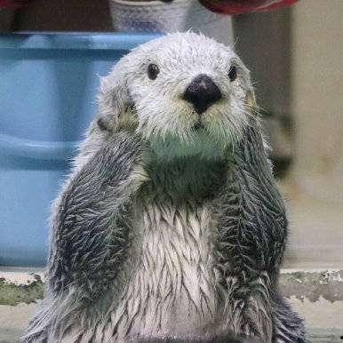 娱乐吃瓜酱海獭手牵手