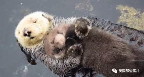 娱乐吃瓜酱海獭手牵手