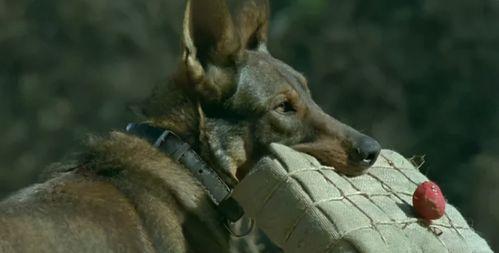 娱乐吃瓜酱虐猫小说